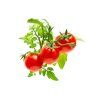 Mini Tomato plant 1200x960 0e797acb 6063 45c5 98a7 cd5586e6c598 1200x