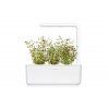 thyme sg3 1200x