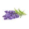 Lavender plant 1200x960 64f4a0c5 0e53 4b49 a5b2 9eb56a5fb824 1200x