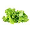 Green Lettuce plant 1200x960 a0cd2406 63c1 4120 aa53 5e4394af5536 1200x
