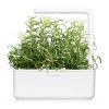 Rosemary SG3 White 1200x1200 1200x